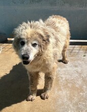 PERLA, Hund, Maremma Abruzzenhund in Hoogstede - Bild 2