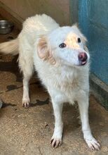 KIRA, Hund, Golden Retriever-Mix in Hoogstede - Bild 1