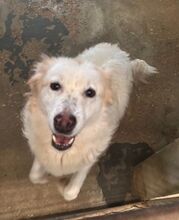 KIRA, Hund, Golden Retriever-Mix in Hoogstede - Bild 2