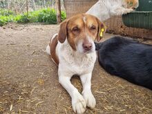JOSHI, Hund, Mischlingshund in Rumänien - Bild 10