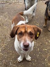 JOSHI, Hund, Mischlingshund in Rumänien - Bild 2