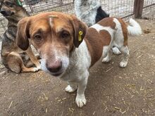 JOSHI, Hund, Mischlingshund in Rumänien - Bild 3