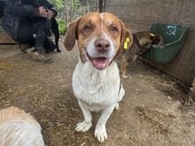 JOSHI, Hund, Mischlingshund in Rumänien - Bild 4