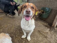 JOSHI, Hund, Mischlingshund in Rumänien - Bild 5