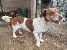 JOSHI, Hund, Mischlingshund in Rumänien - Bild 6