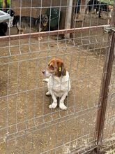 JOSHI, Hund, Mischlingshund in Rumänien - Bild 8