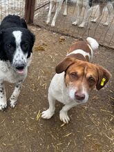 JOSHI, Hund, Mischlingshund in Rumänien - Bild 9