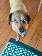 SENTA, Hund, Mischlingshund in Lorsch