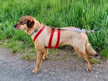SENTA, Hund, Mischlingshund in Lorsch - Bild 2