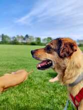 SENTA, Hund, Mischlingshund in Lorsch - Bild 3