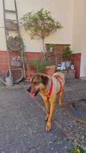 SENTA, Hund, Mischlingshund in Lorsch - Bild 4