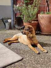 SENTA, Hund, Mischlingshund in Lorsch - Bild 5