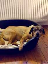 SENTA, Hund, Mischlingshund in Lorsch - Bild 6
