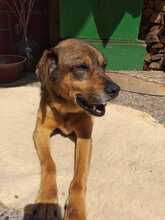 SENTA, Hund, Mischlingshund in Lorsch - Bild 7