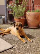 SENTA, Hund, Mischlingshund in Lorsch - Bild 8