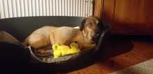 SENTA, Hund, Mischlingshund in Lorsch - Bild 9