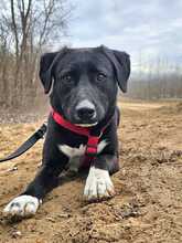 ZOFF, Hund, Mischlingshund in Ungarn - Bild 1