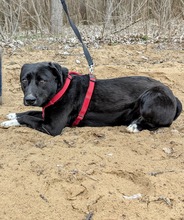 ZOFF, Hund, Mischlingshund in Ungarn - Bild 10
