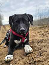 ZOFF, Hund, Mischlingshund in Ungarn - Bild 11