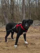 ZOFF, Hund, Mischlingshund in Ungarn - Bild 12
