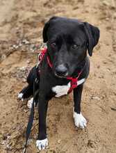 ZOFF, Hund, Mischlingshund in Ungarn - Bild 13