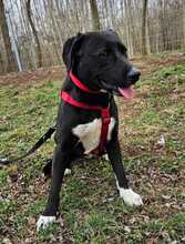 ZOFF, Hund, Mischlingshund in Ungarn - Bild 14