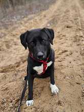 ZOFF, Hund, Mischlingshund in Ungarn - Bild 15