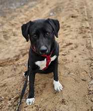 ZOFF, Hund, Mischlingshund in Ungarn - Bild 16