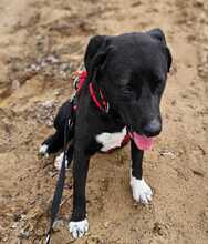 ZOFF, Hund, Mischlingshund in Ungarn - Bild 17