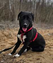 ZOFF, Hund, Mischlingshund in Ungarn - Bild 18