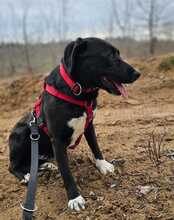 ZOFF, Hund, Mischlingshund in Ungarn - Bild 2