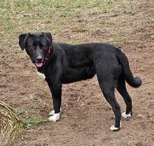 ZOFF, Hund, Mischlingshund in Ungarn - Bild 21