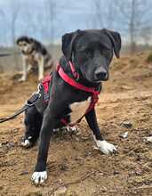 ZOFF, Hund, Mischlingshund in Ungarn - Bild 4