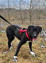 ZOFF, Hund, Mischlingshund in Ungarn - Bild 5