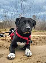 ZOFF, Hund, Mischlingshund in Ungarn - Bild 6
