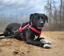 ZOFF, Hund, Mischlingshund in Ungarn - Bild 7
