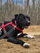 ZOFF, Hund, Mischlingshund in Ungarn - Bild 8
