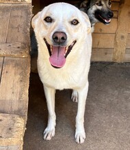 FUCHUR, Hund, Mischlingshund in Rumänien - Bild 1