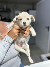 FUCHUR, Hund, Mischlingshund in Rumänien - Bild 12