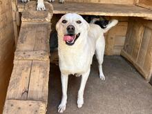 FUCHUR, Hund, Mischlingshund in Rumänien - Bild 2