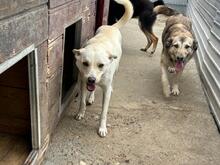FUCHUR, Hund, Mischlingshund in Rumänien - Bild 4