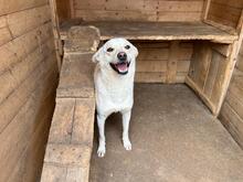 FUCHUR, Hund, Mischlingshund in Rumänien - Bild 5