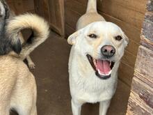 FUCHUR, Hund, Mischlingshund in Rumänien - Bild 7