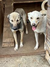 FUCHUR, Hund, Mischlingshund in Rumänien - Bild 8