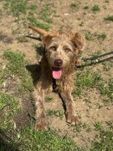 MATEO, Hund, Mischlingshund in Ungarn - Bild 1