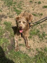 MATEO, Hund, Mischlingshund in Ungarn - Bild 2
