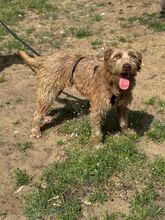 MATEO, Hund, Mischlingshund in Ungarn - Bild 3
