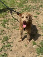 MATEO, Hund, Mischlingshund in Ungarn - Bild 4