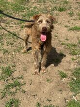 MATEO, Hund, Mischlingshund in Ungarn - Bild 5