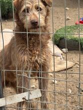 MATEO, Hund, Mischlingshund in Ungarn - Bild 6